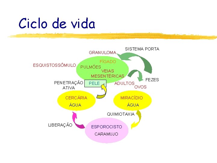 Ciclo de vida SISTEMA PORTA GRANULOMA ESQUISTOSSÔMULO FÍGADO PULMÕES VEIAS MESENTÉRICAS PENETRAÇÃO ATIVA PELE