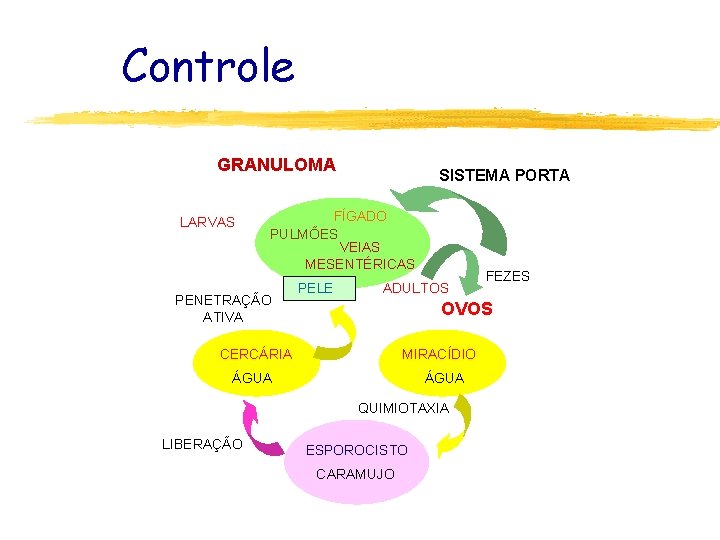 Controle GRANULOMA LARVAS SISTEMA PORTA FÍGADO PULMÕES VEIAS MESENTÉRICAS PENETRAÇÃO ATIVA PELE ADULTOS OVOS