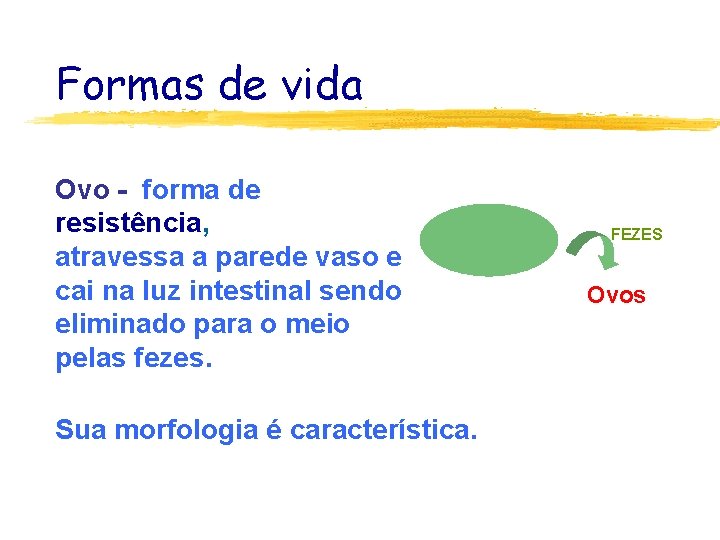 Formas de vida Ovo - forma de resistência, atravessa a parede vaso e cai