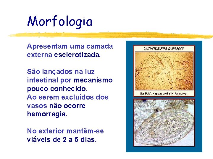 Morfologia Apresentam uma camada externa esclerotizada. São lançados na luz intestinal por mecanismo pouco