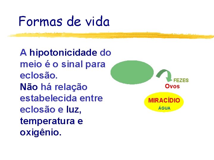 Formas de vida A hipotonicidade do meio é o sinal para eclosão. Não há