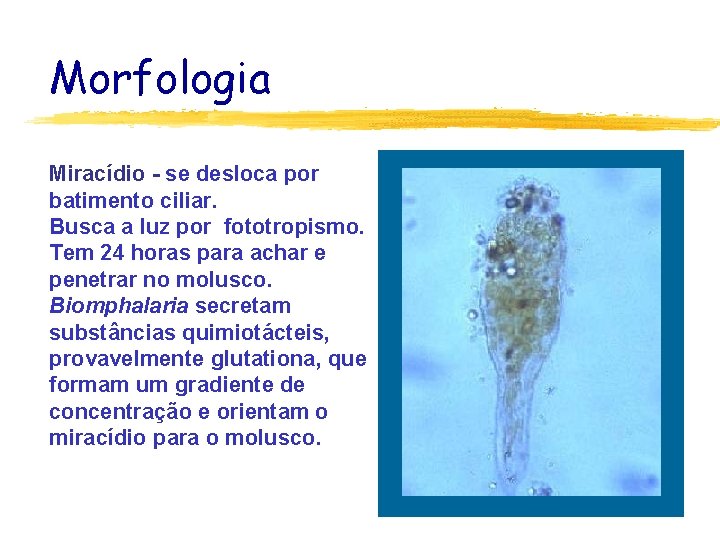 Morfologia Miracídio - se desloca por batimento ciliar. Busca a luz por fototropismo. Tem