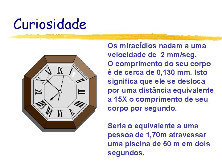 Curiosidade Os miracídios nadam a uma velocidade de 2 mm/seg. O comprimento do seu