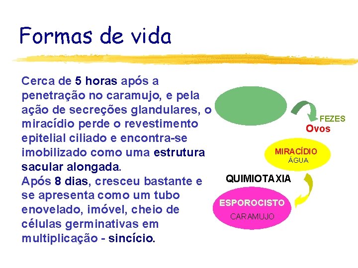 Formas de vida Cerca de 5 horas após a penetração no caramujo, e pela