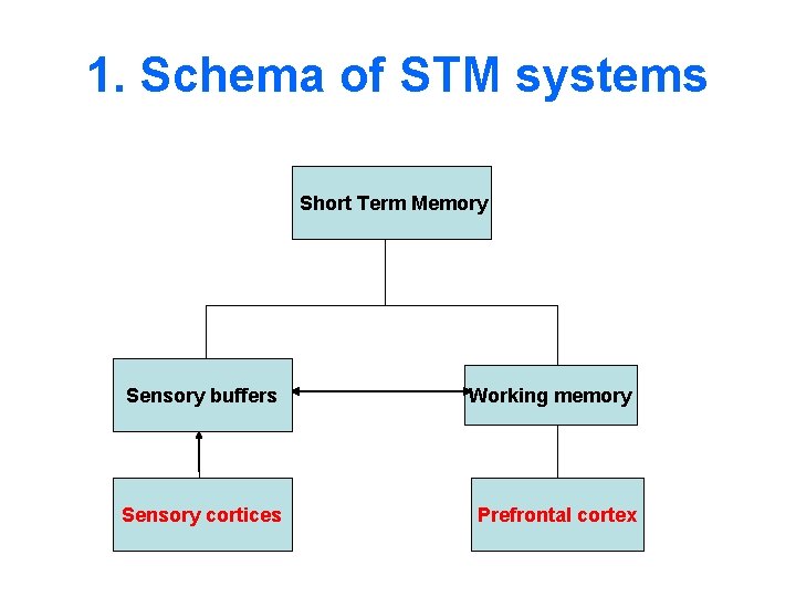 1. Schema of STM systems Short Term Memory Sensory buffers Working memory Sensory cortices