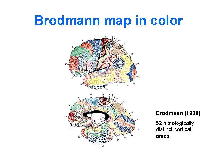 Brodmann map in color Brodmann (1909) 52 histologically distinct cortical areas 