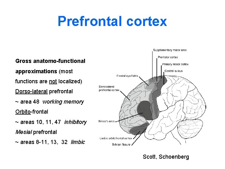 Prefrontal cortex Gross anatomo-functional approximations (most functions are not localized) Dorso-lateral prefrontal ~ area