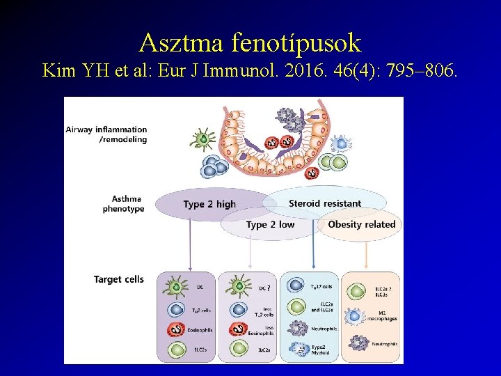 Asztma fenotípusok Kim YH et al: Eur J Immunol. 2016. 46(4): 795– 806. 