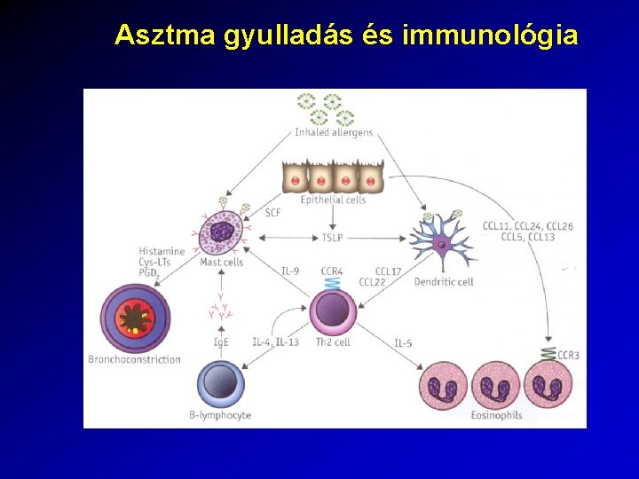 Asztma gyulladás és immunológia 
