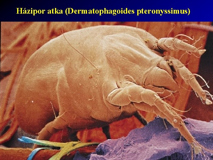 Házipor atka (Dermatophagoides pteronyssimus) 