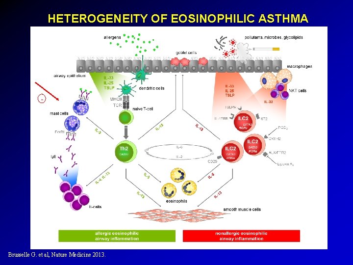 HETEROGENEITY OF EOSINOPHILIC ASTHMA - Brusselle G. et al, Nature Medicine 2013. 