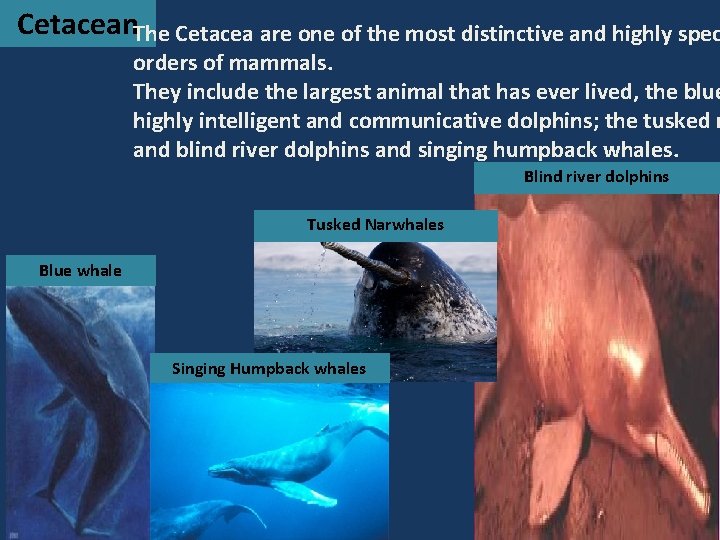 Cetacean. The Cetacea are one of the most distinctive and highly spec orders of