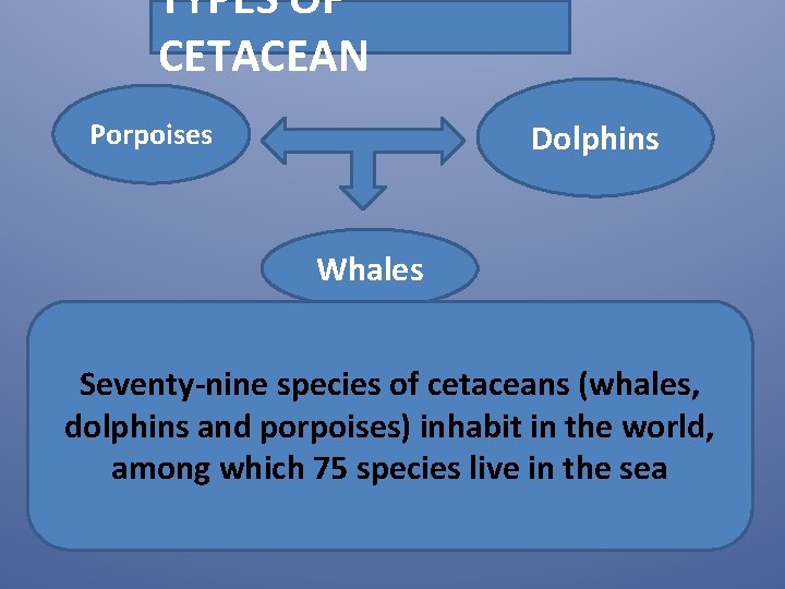 TYPES OF CETACEAN Porpoises Dolphins Whales Seventy-nine species of cetaceans (whales, dolphins and porpoises)