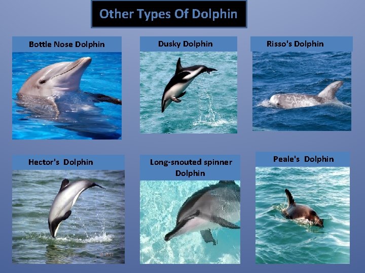 Other Types Of Dolphin Bottle Nose Dolphin Hector's Dolphin Dusky Dolphin Long-snouted spinner Dolphin