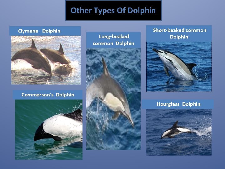 Other Types Of Dolphin Clymene Dolphin Long-beaked common Dolphin Short-beaked common Dolphin Commerson's Dolphin