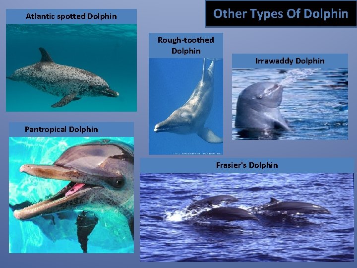 Atlantic spotted Dolphin Other Types Of Dolphin Rough-toothed Dolphin Irrawaddy Dolphin Pantropical Dolphin Frasier's