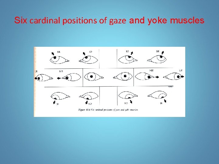 Six cardinal positions of gaze and yoke muscles 