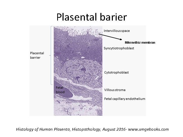 Plasental barier Mikrovillöz membran Histology of Human Plasenta, Histopathology, August 2016 - www. smgebooks.