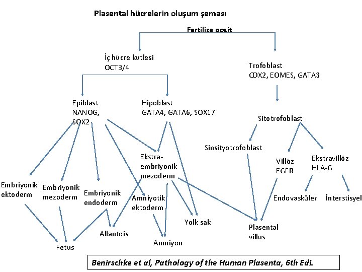 Plasental hücrelerin oluşum şeması Fertilize oosit İç hücre kütlesi OCT 3/4 Epiblast NANOG, SOX