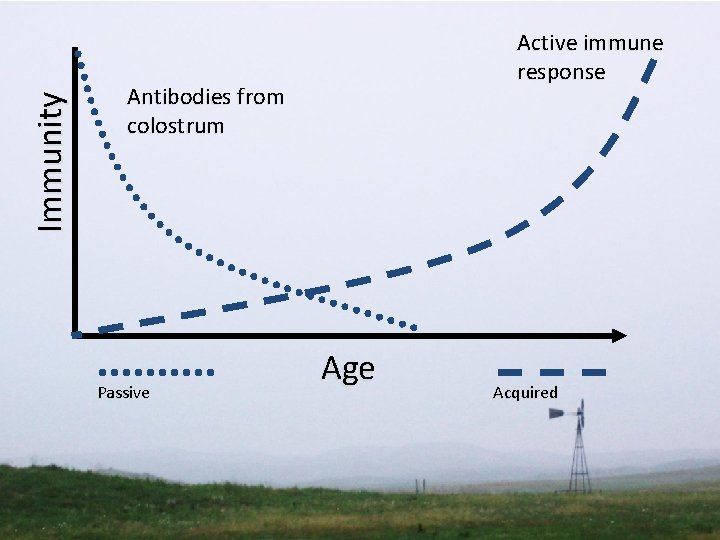 Immunity Active immune response Antibodies from colostrum Passive Age Acquired 