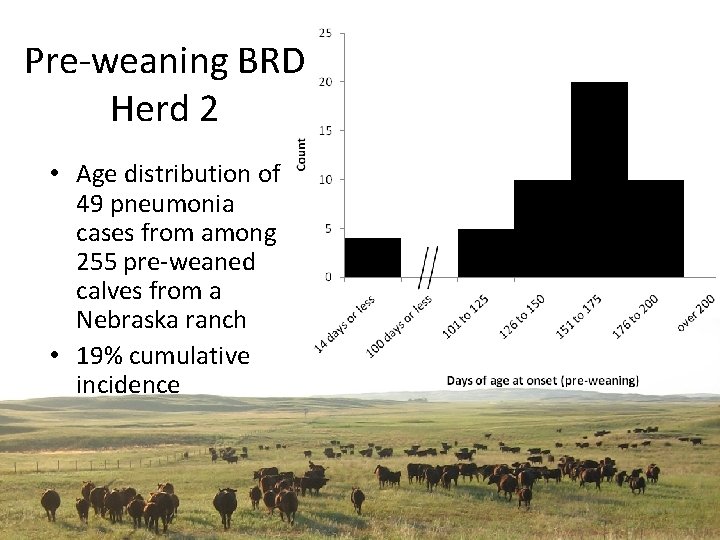 Pre-weaning BRD Herd 2 • Age distribution of 49 pneumonia cases from among 255