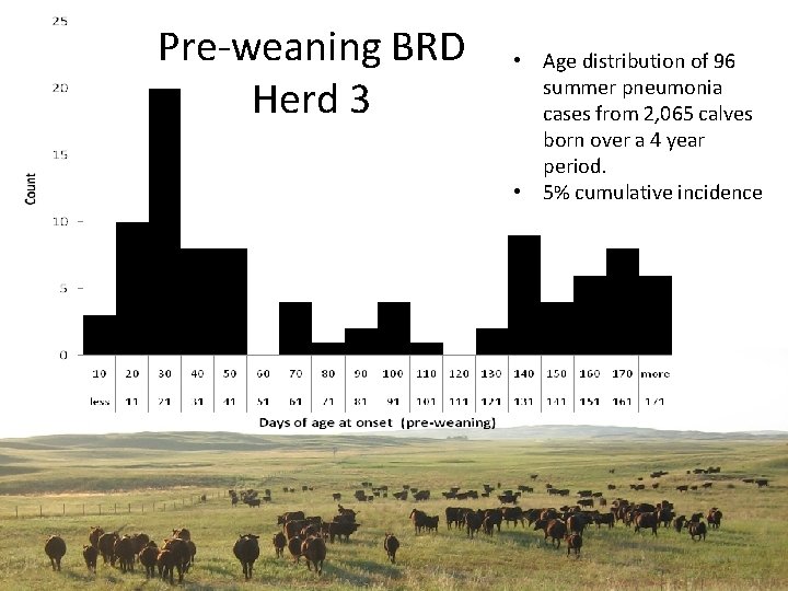 Pre-weaning BRD Herd 3 • Age distribution of 96 summer pneumonia cases from 2,
