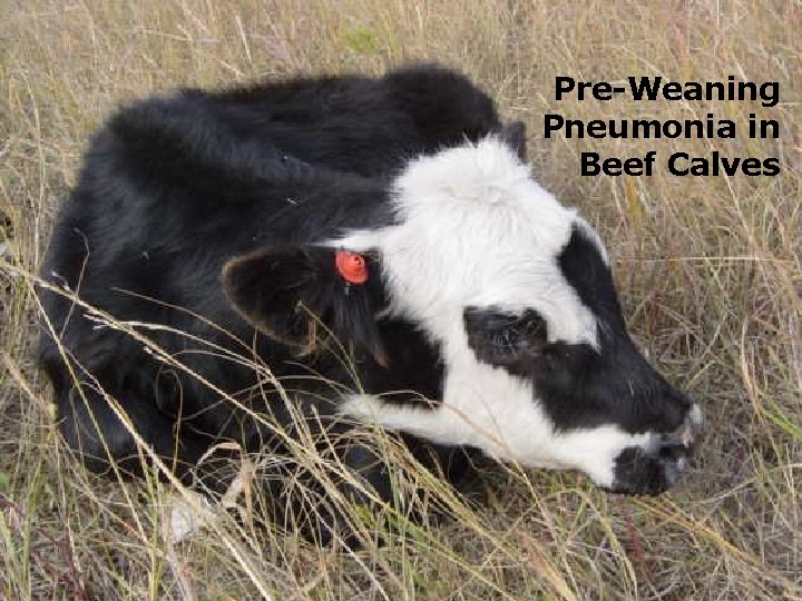 Pre-Weaning Pneumonia in Beef Calves 