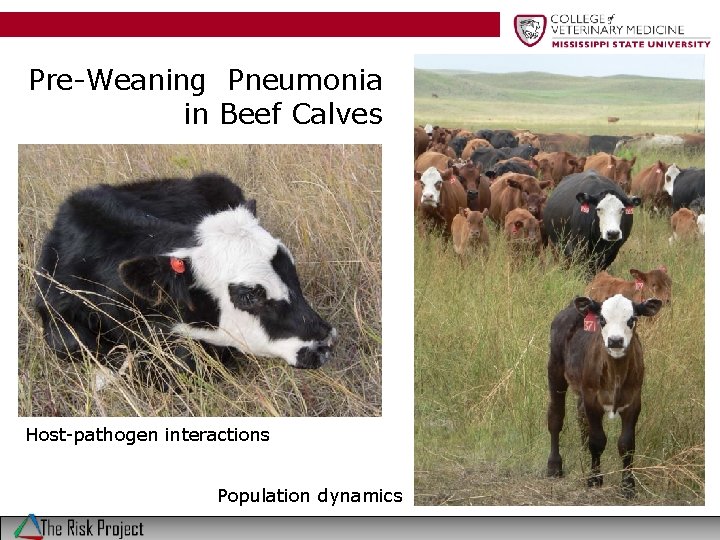 Pre-Weaning Pneumonia in Beef Calves Host-pathogen interactions Population dynamics 