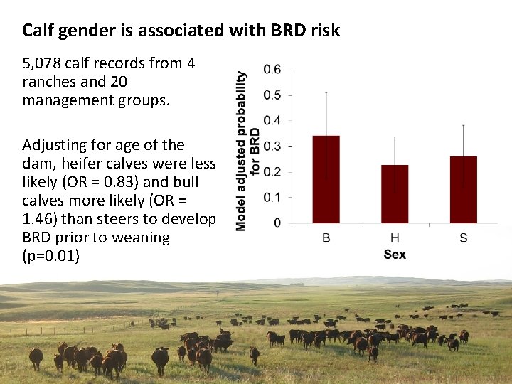 Calf gender is associated with BRD risk 5, 078 calf records from 4 ranches