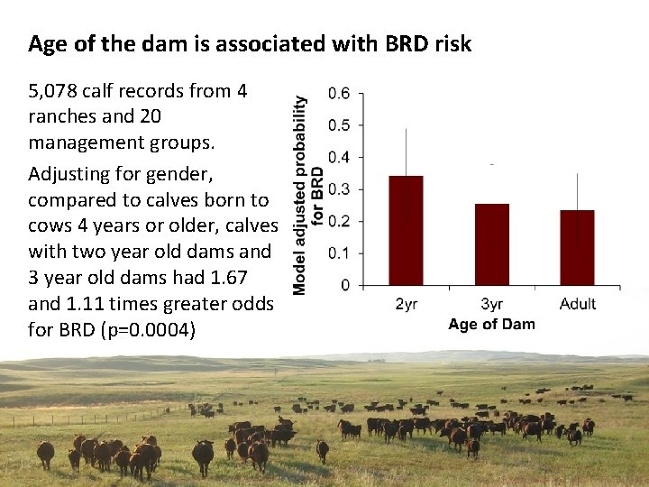 Age of the dam is associated with BRD risk 5, 078 calf records from