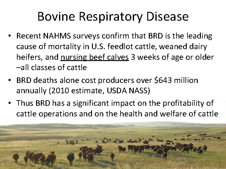 Bovine Respiratory Disease • Recent NAHMS surveys confirm that BRD is the leading cause