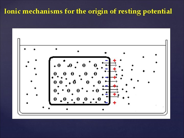 Ionic mechanisms for the origin of resting potential 