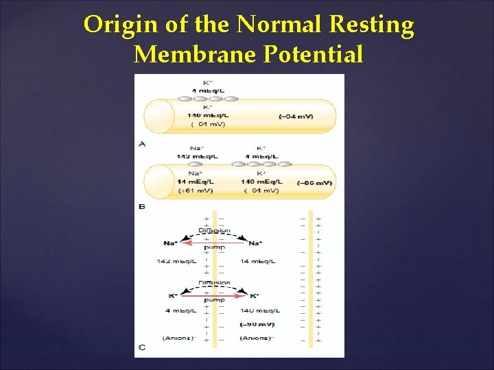 Origin of the Normal Resting Membrane Potential 