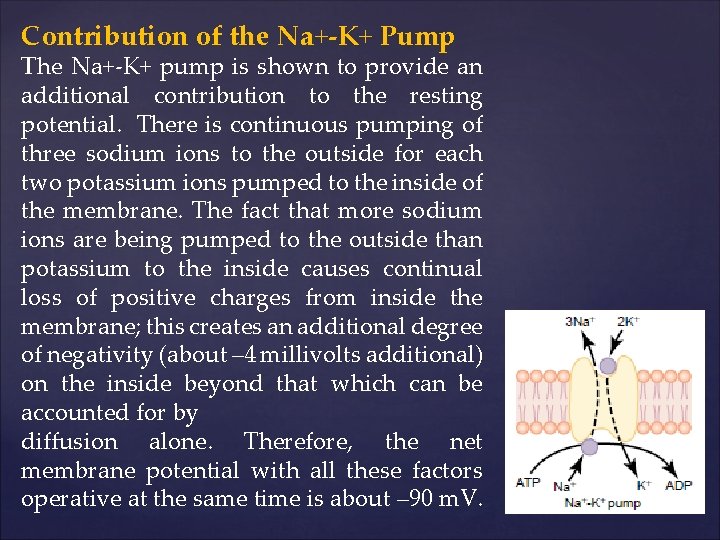 Contribution of the Na+-K+ Pump The Na+-K+ pump is shown to provide an additional