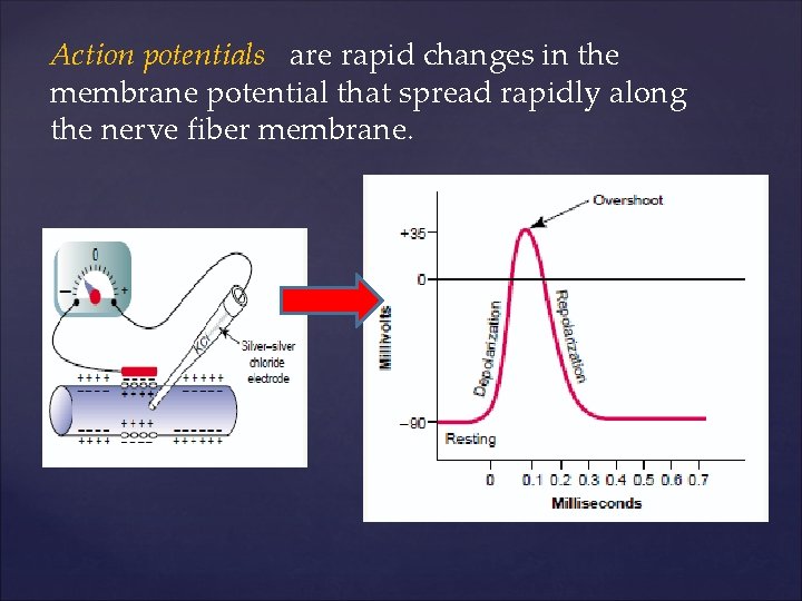 Action potentials are rapid changes in the membrane potential that spread rapidly along the
