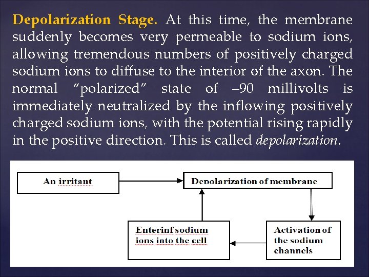 Depolarization Stage. At this time, the membrane suddenly becomes very permeable to sodium ions,