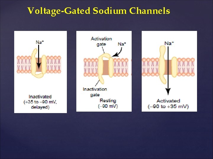 Voltage-Gated Sodium Channels 