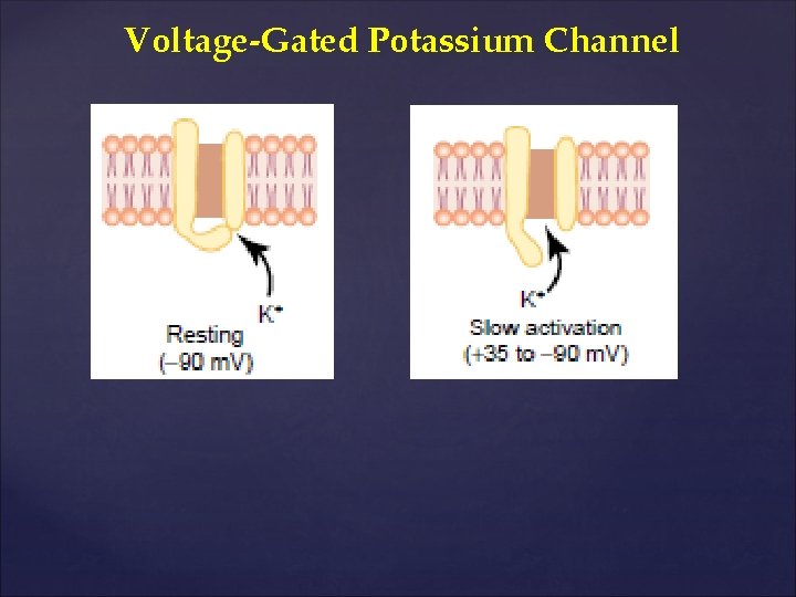 Voltage-Gated Potassium Channel 