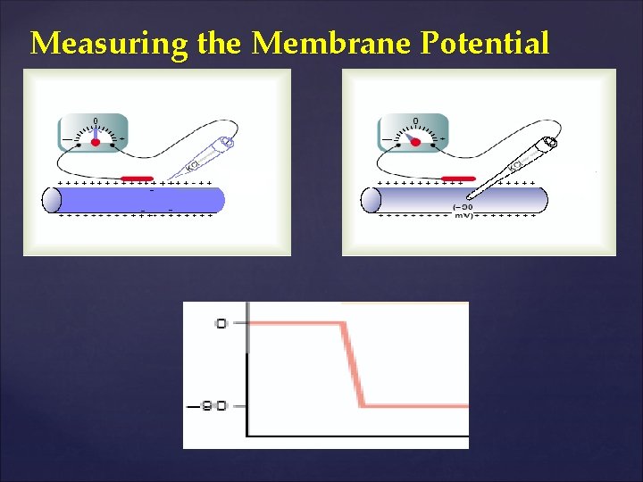 Measuring the Membrane Potential 