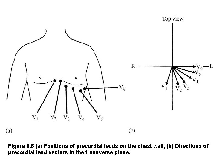Figure 6. 6 (a) Positions of precordial leads on the chest wall, (b) Directions