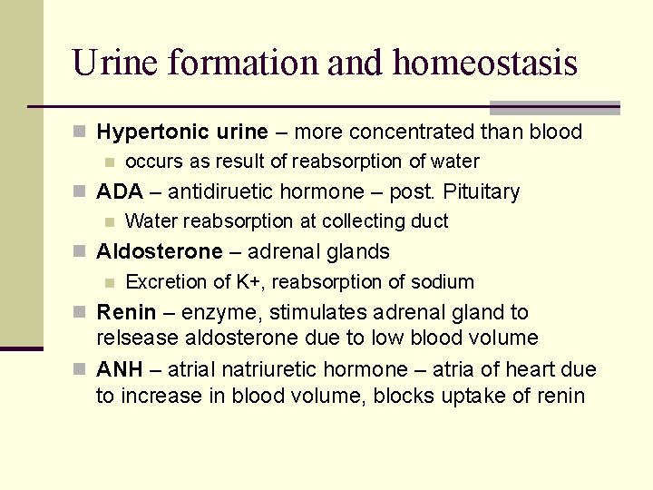 Urine formation and homeostasis n Hypertonic urine – more concentrated than blood n occurs