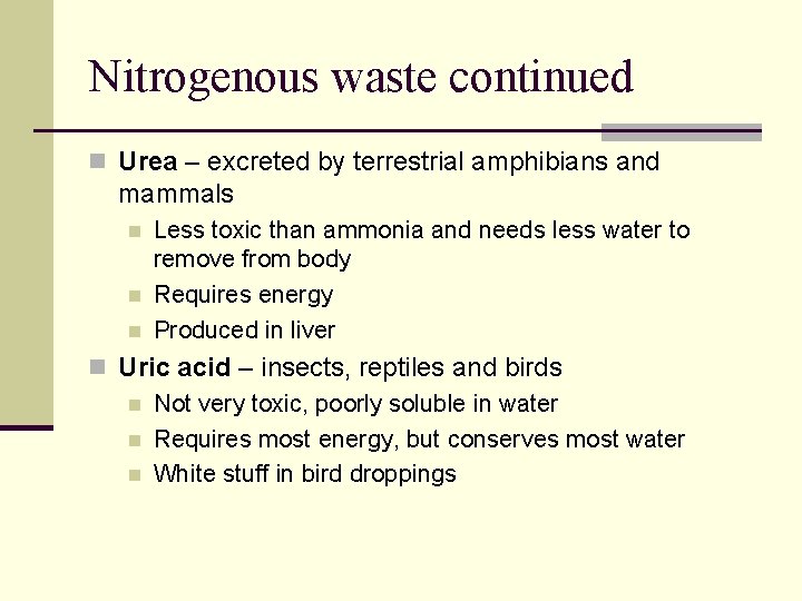 Nitrogenous waste continued n Urea – excreted by terrestrial amphibians and mammals n n