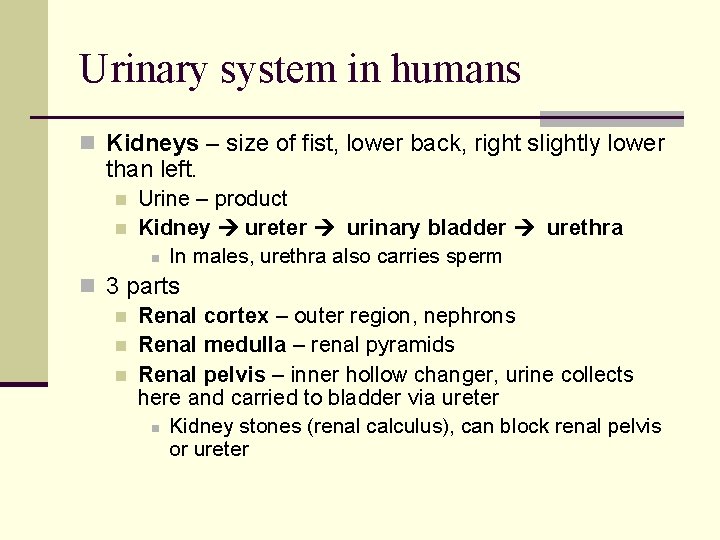 Urinary system in humans n Kidneys – size of fist, lower back, right slightly