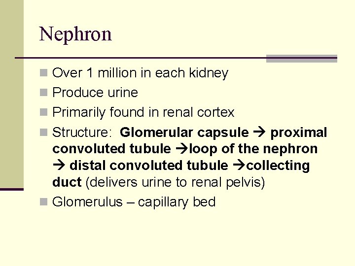 Nephron n Over 1 million in each kidney n Produce urine n Primarily found