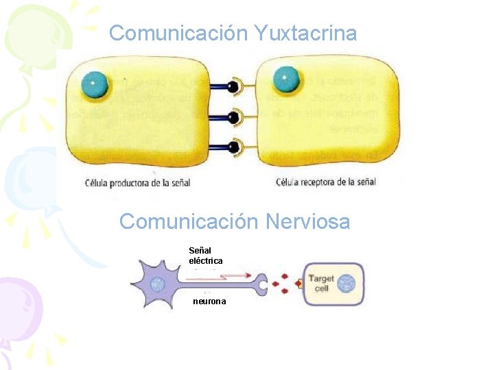 Comunicación Yuxtacrina Comunicación Nerviosa Señal eléctrica neurona 