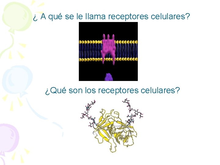 ¿ A qué se le llama receptores celulares? ¿Qué son los receptores celulares? 