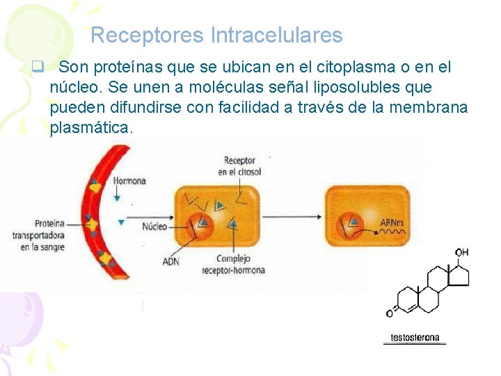 Receptores Intracelulares q Son proteínas que se ubican en el citoplasma o en el