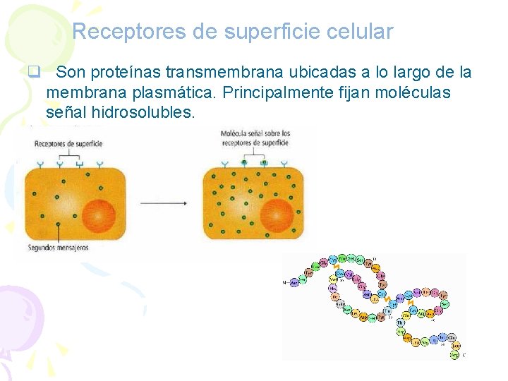 Receptores de superficie celular q Son proteínas transmembrana ubicadas a lo largo de la