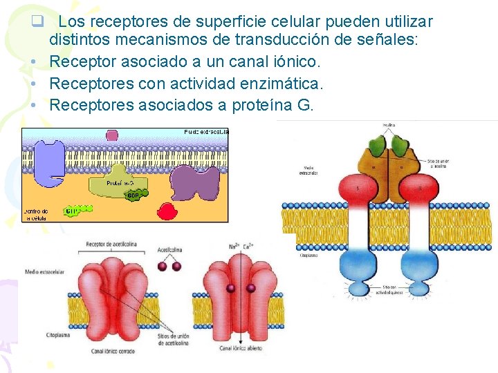 q Los receptores de superficie celular pueden utilizar distintos mecanismos de transducción de señales: