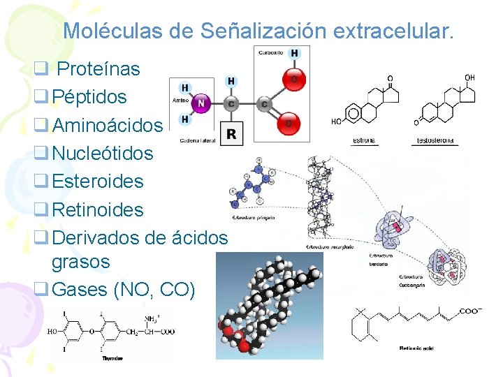 Moléculas de Señalización extracelular. q Proteínas q Péptidos q Aminoácidos q Nucleótidos q Esteroides
